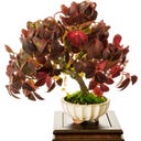 TROPICA Bonsaj 