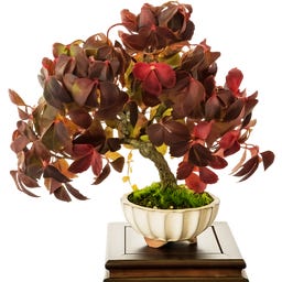 TROPICA Bonsai ‘Wild vine’ - 25 Seeds