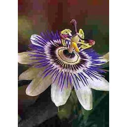 TROPICA Blaue Passionsblume - 25 Korn