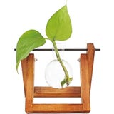 WINKEE Hydro Vase Lilly