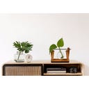 WINKEE Hydro Vase Lilly - 1 Stk.