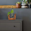 WINKEE Hydro Vase Lilly - 1 Stk.