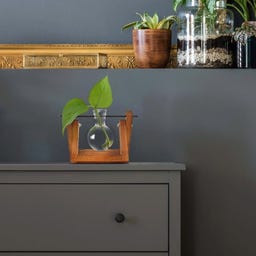 WINKEE Hydro Vase Lilly - 1 Stk.