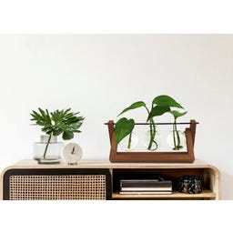 WINKEE Hydro Vase Blossom - 1 Stk.