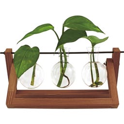 WINKEE Hydro Vase Blossom - 1 Stk.