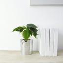 WINKEE Disco Blumentopf