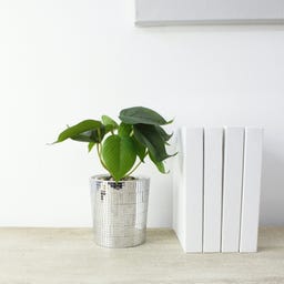 WINKEE Disco Blumentopf