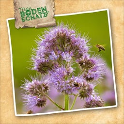 Sperli Bio-Bodenkur Phacelia - 200 g
