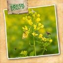 Sperli White Mustard - 500 grams