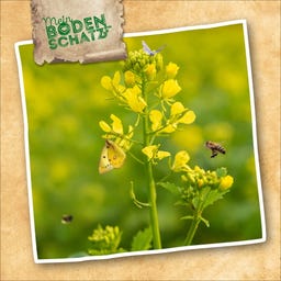 Sperli White Mustard - 500 grams