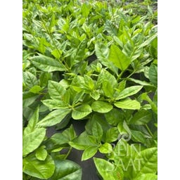 ReinSaat Surinam Spinach - 1 Pkg
