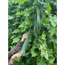 ReinSaat Star Luffa - 10 Seeds