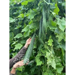 ReinSaat Star Luffa - 10 Seeds
