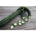 ReinSaat Star Luffa - 10 Seeds