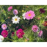 ReinSaat Cosmos &laquo; Double Click Assorted &raquo;