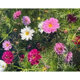 ReinSaat Cosmea 