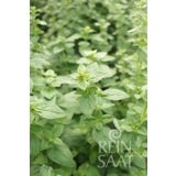 ReinSaat Oregano "Pantokrator"