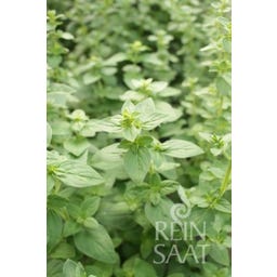 ReinSaat Oregano 