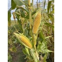 ReinSaat Zuckermais 