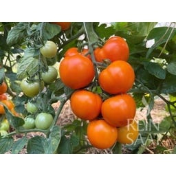 ReinSaat Tomate 