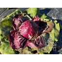 ReinSaat Radicchio 