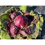 ReinSaat Radicchio "Rossa di Chioggia/Vesuvio"