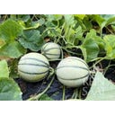 ReinSaat Melón - Selene - 8 semillas