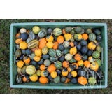 ReinSaat Mix di Zucche Ornamentali - Goblin Eggs