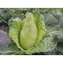 ReinSaat White Cabbage ‘Picca’ - 50 Seeds