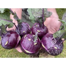 ReinSaat Kohlrabi 