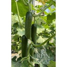 ReinSaat Cucumber 