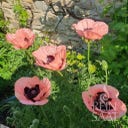 Oriental Poppy ‘Princess Victoria Louise’ - 1 Pkg