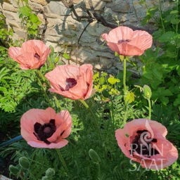 Oriental Poppy ‘Princess Victoria Louise’ - 1 Pkg