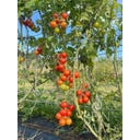 ReinSaat Tomate - Nagaland - 20 semillas
