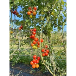 ReinSaat Tomate 