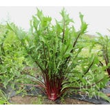 ReinSaat Chicory &lsquo;Italico a Costa Rossa&rsquo;