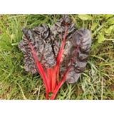 ReinSaat Stielmangold "Five Colours Red"