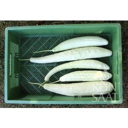 ReinSaat Melon Cucumber 