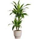 elho Pflanztopf amber grail 58 cm - balanced beige
