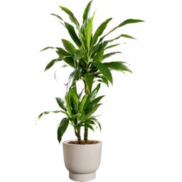 elho Pflanztopf amber grail 58 cm - balanced beige