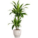 elho Pflanztopf amber grail 58 cm - leinenweiß