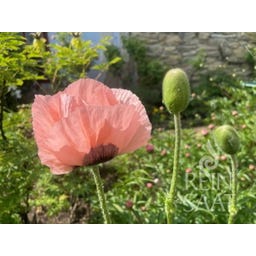 Oriental Poppy ‘Princess Victoria Louise’ - 1 Pkg