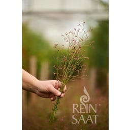 ReinSaat Surinam Spinach - 1 Pkg