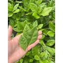 ReinSaat Surinam Spinach - 1 Pkg