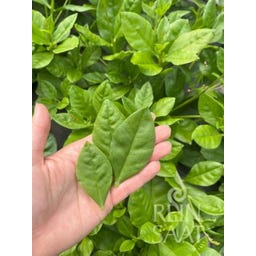 ReinSaat Surinam Spinach - 1 Pkg