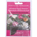Mélange de Fleurs Sauvages « Rainbow Poppy Flowers »