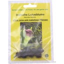TROPICA Lotos indický