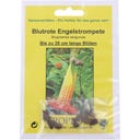TROPICA Durman krvavý (anjelská trúba)