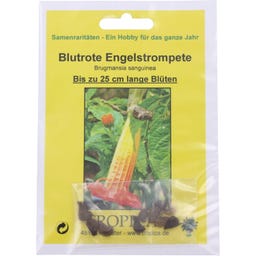 TROPICA Durman krvavý (anjelská trúba)