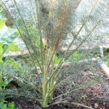 Kokopelli Organic Bronze Fennel